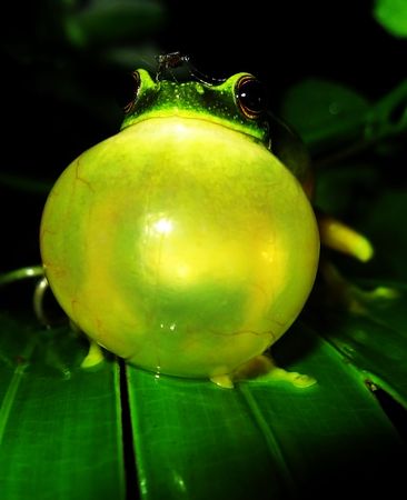 A male orange thighed green tree frog calling and getting bitten by mosquito