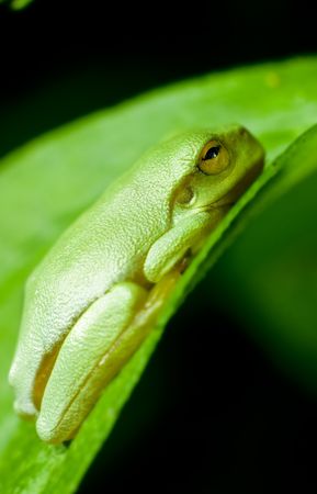 A dwarf green tree frog (Litoria bicolor) sitting on a green leafの写真素材