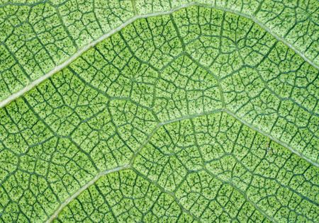 Lush green leaf closeup background or texture showing intricate and detailed veins の写真素材