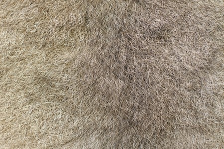 A closeup of the fur of an Australian green ringtail possum (Pseudochirops archeri)の写真素材