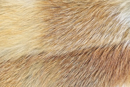A closeup shot of mink fur. Great background, texture or wallpaperの写真素材