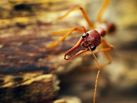 A giant bulldog ant (Myrmecia brevinoda) from the tropical rainforest of Australia. One of the biggest ants in the worldの写真素材