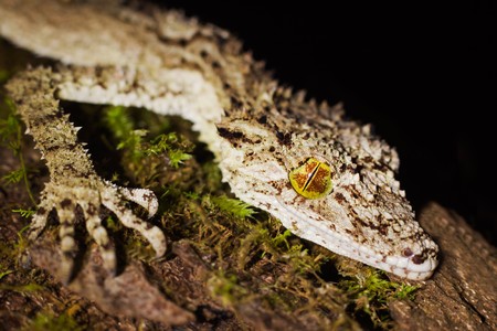 Closeup of a beautiful and well camouflaged leaftail gecko (Saltuarius cornutus) sitting on the trunk of a rainforest treeの写真素材