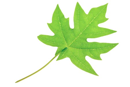 A beautiful lush green pawpaw or papaya leaf. Isolated over whiteの写真素材