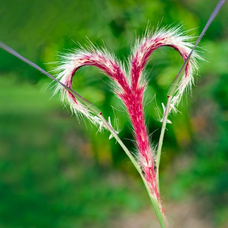A beautiful vibrant red grass flower forming a love heart with a green natural backgroundの写真素材