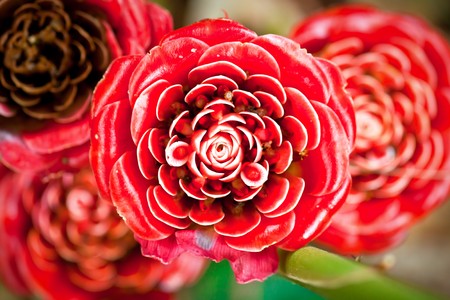 A beautiful macro shot of  vibrant red tropical flowersの写真素材