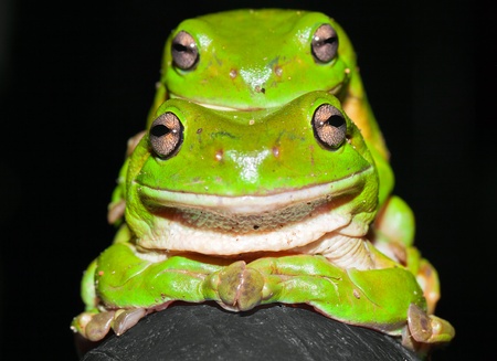 Front on view of two green tree frogs matingの写真素材