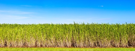 Vibrant panorama of sugar cane plantation in Queensland, Australiaの写真素材