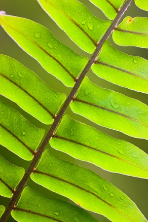 Beautiful close-up of a lush green fern frond with water dropletsの写真素材