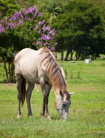 A beautiful white horse feeding on grass in a green fieldの写真素材