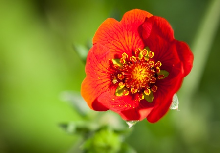 CLose-up shot of a beautiful vibrant red Poppy flower in a green fieldの写真素材