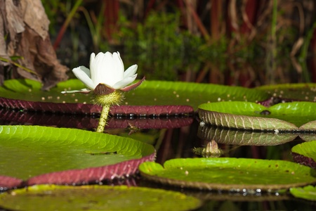 Giant water lily (Vicoria amazonica) at first night flowering. The second night it turns pink.の写真素材