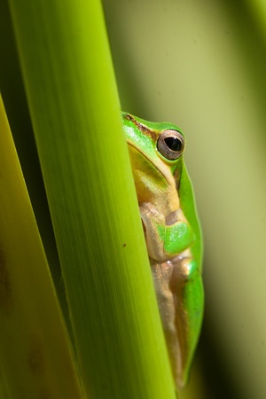 Cute and beautiful dwarf tree frog (Litoria fallax) sitting on a plantの写真素材