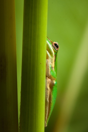 Cute and beautiful dwarf tree frog (Litoria fallax) sitting on a plantの写真素材