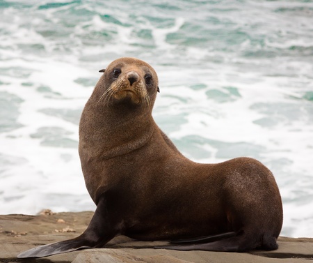 A very cute young New Zealand fur seal  Arctocephalus forsteri の写真素材
