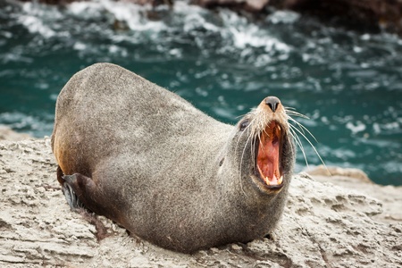 Close-up of a annoyed  New Zealand fur seal  Arctocephalus forsteri の写真素材