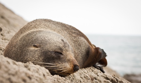 Close-up of a very cute sleeping  New Zealand fur seal  Arctocephalus forsteri の写真素材