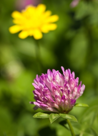 A close-up shot of a red clover in a green lush field.の写真素材