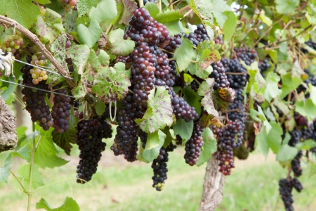 Bunches of red grapes ggrowing on the vine in a vineyardの写真素材