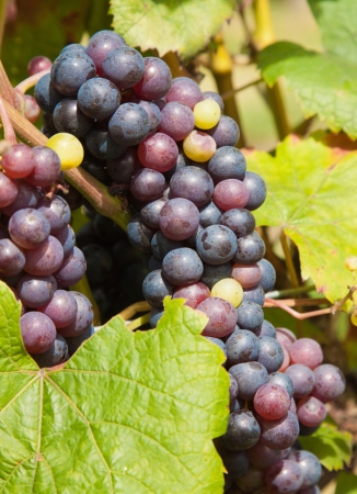 Close-up of a bunch of red grapes on the vine in a vineyard.の写真素材