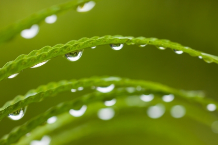 Droplets on green lush leafsの写真素材