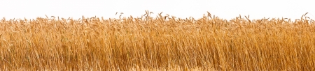 Panorama shot of a wheat plantationの写真素材