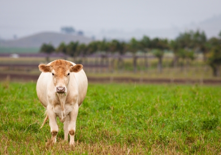 A cow chewing on grass in a green paddockの写真素材