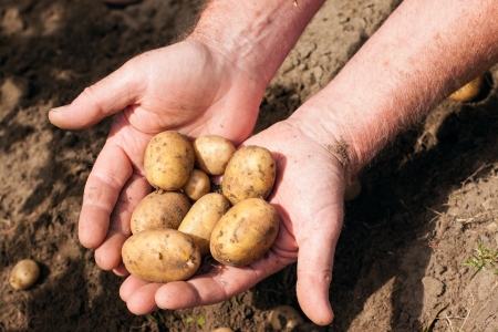 Hands holding fresh potatoes just dug out of the groundの写真素材
