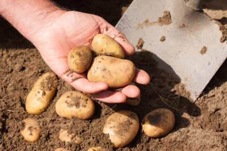 Hand holding potatoes just dug out of the groundの写真素材