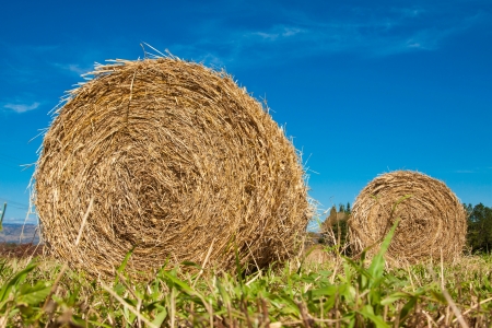 Hay bale rolls in a green paddock in Queensland, Australiaの写真素材