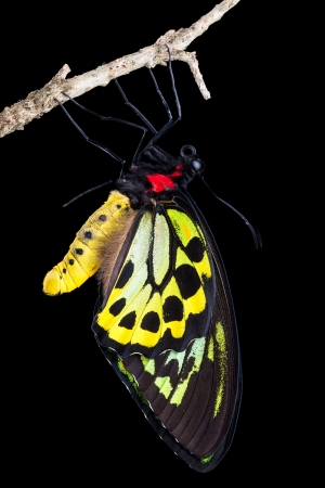A beautiful male birdwing butterfly hanging from a branchの写真素材