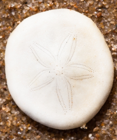 Close-up shot of a white sand dollar shellの写真素材