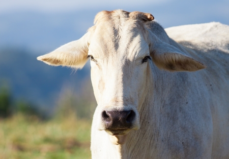 Close-up shot of a cow looking at camera outdoors, Queensland, Australiaの写真素材