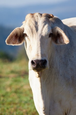 Close-up shot of a cow looking at camera, in a pasture, Queensland, Australiaの写真素材