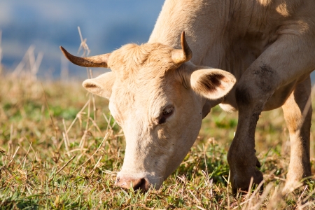 Close-up shot of a cow grazing on grass in a pasture, Queensland, Australiaの写真素材