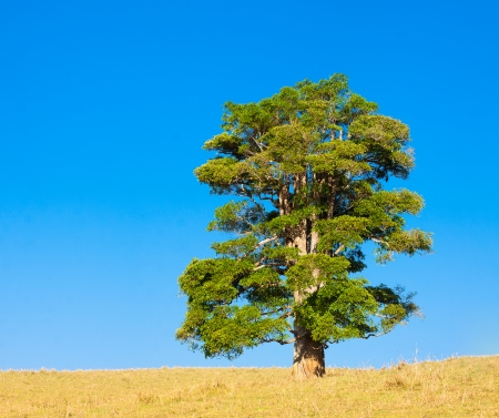A lone tree on a hill against a blue sky in tropical queensland, Australia.の写真素材