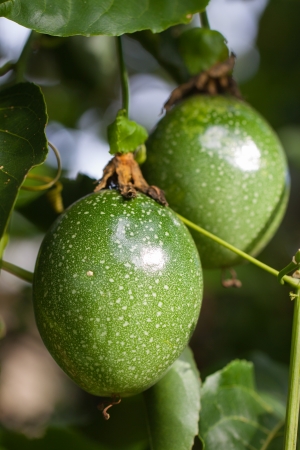 Two beautiful passion fruits growing on a vine の写真素材