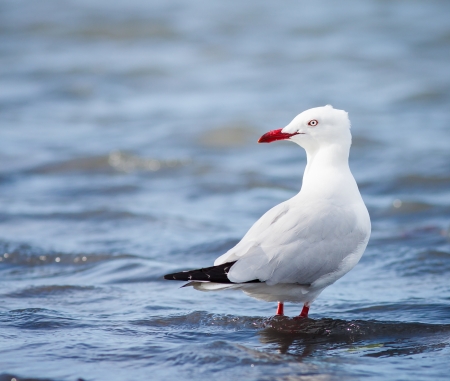 A SIlver gull  Larus novaehollandiae  standing in shallow water, Queensland, Australiaの写真素材