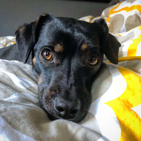 Dog looks distinguished on blanketの写真素材