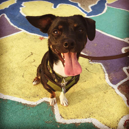 Dog "smiles" at cameraの写真素材