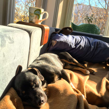 Dog sleeps in morning lightの写真素材