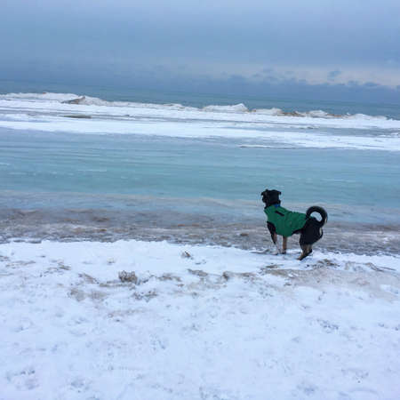 Dog looks out on frozen lakeの写真素材