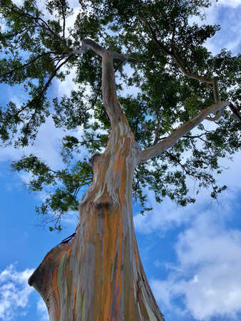 Painted bark eucalyptus tree in Hawaiiの写真素材
