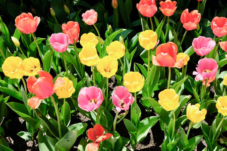 Orange, pink, and yellow tulips in garden
