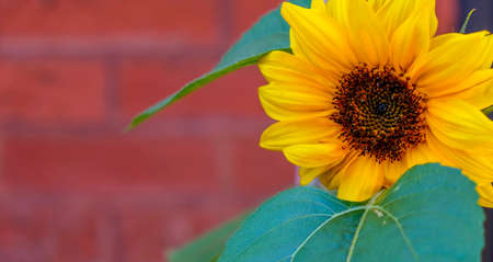Yellow sunflower against red brick backgroundの写真素材