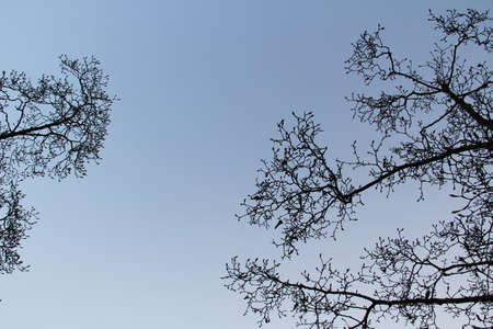 black tree branch の写真素材