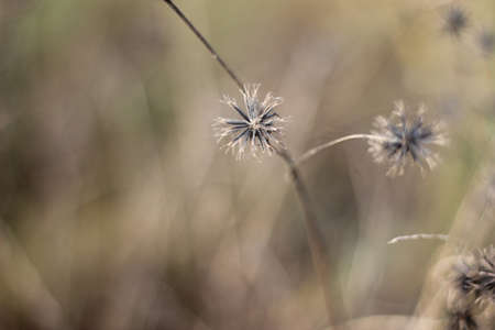 grass seed