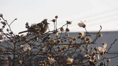 Bird in flower twigの写真素材