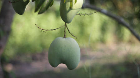 Twin unripe mangoの写真素材