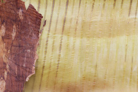 dry banana leaf texture for background の写真素材